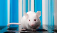 Studying mice explains: how do we hallucinate?