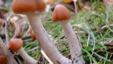 What is the strongest magic mushroom species?