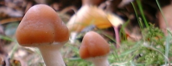 What is the strongest magic mushroom species?