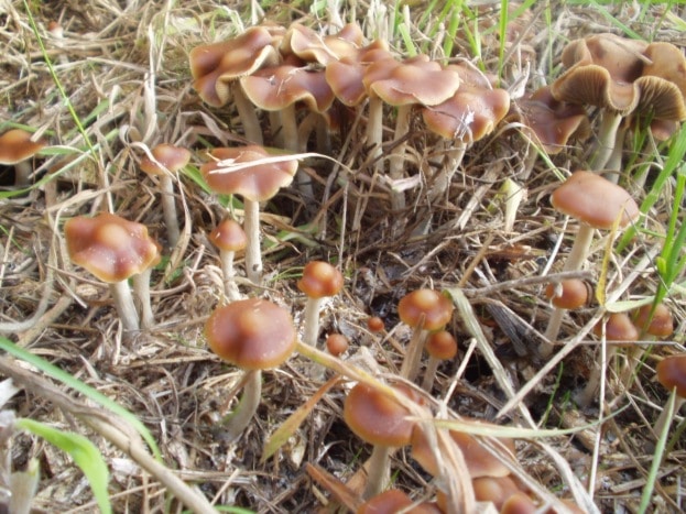 Psilocybe cyanescens