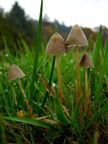 Psilocybe-semilanceata