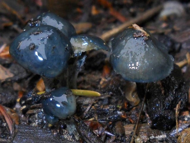 Psilocybe baeocystis