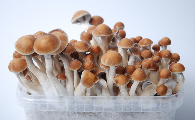 Magic Mushroom Grow Kit Colombia XP by FreshMushrooms®