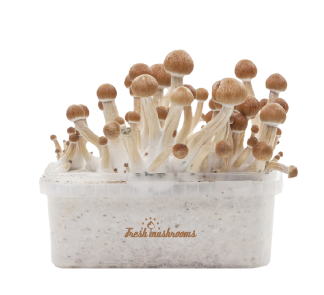 Fresh Mushrooms® Magic Mushroom Grow Kit Mexican XP