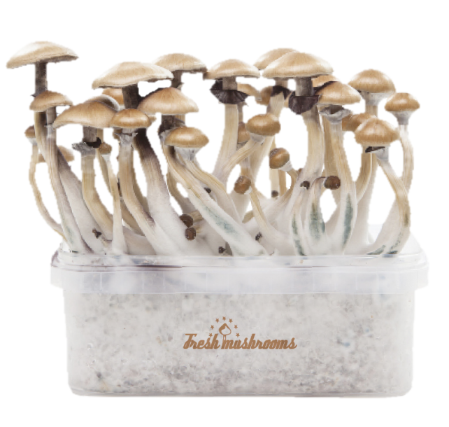 FreshMushrooms® Golden Teacher Grow Kit