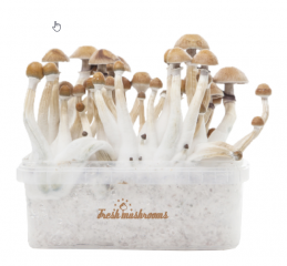 How to grow Your Own Magic Mushrooms