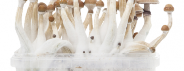 How to grow Your Own Magic Mushrooms