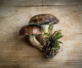 10 Fascinating Facts About Mushrooms