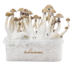 FreshMushroom XP Grow Kit: Additional tips for optimizing your mushroom growth