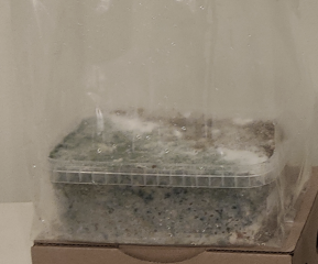 Help! My magic mushroom grow kit is contaminated!