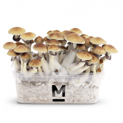 Mondo Grow Kit: Additional tips for optimizing growth