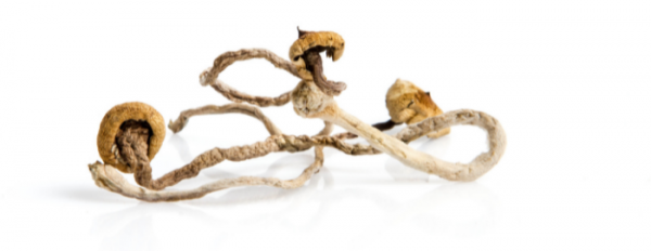 Top 5 Recent Significant Scientific Discoveries involving Magic Mushrooms