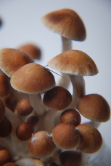 GetMagic Grow Kits: Grow your own Psychedelic Mushrooms