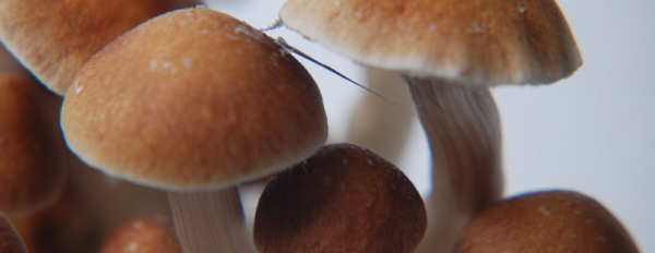 GetMagic Grow Kits: Grow your own Psychedelic Mushrooms