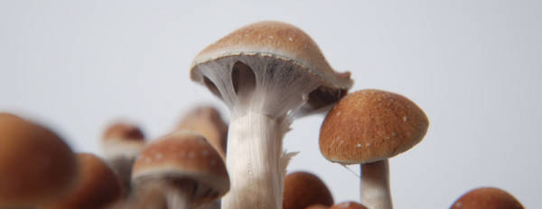 All about the Colombian Magic Mushroom