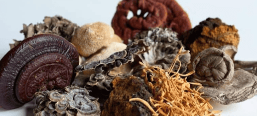 Product Profile: Medicinal Mushrooms