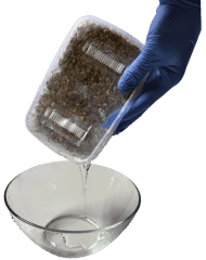 Growbox wordt gekanteld om overtollig water af te gieten na het weken