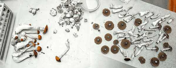 How to Use a Spore Print | Agar, Liquid Culture & Grain Guide