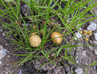 John W. Allen: The Ethnomycologist Who Brought the World’s Most Famous Cubensis Strains to the West