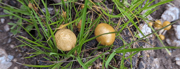 John W. Allen: The Ethnomycologist Who Brought the World’s Most Famous Cubensis Strains to the West