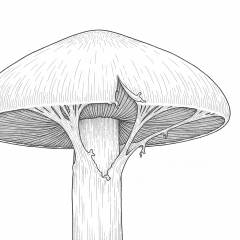 Close-up van het vlies dat loslaat aan de onderkant van de paddenstoelhoed