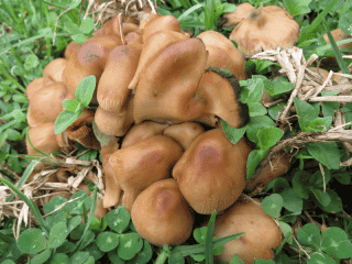 Psilocybe caerulescens — The Sacred Landslide Mushroom