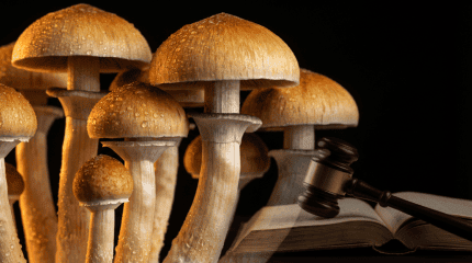 Magic Mushrooms India Legal: Kerala Court Rules They're Not a Narcotic