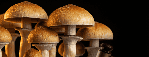 Magic Mushrooms India Legal: Kerala Court Rules They're Not a Narcotic