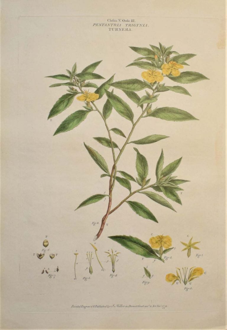 damiana herb effects historical botanical illustration Turnera aphrodisiaca 1773