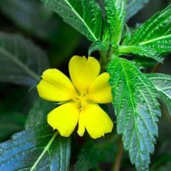 Damiana: The Ancient Love Herb — History, Effects & How to Use Turnera diffusa
