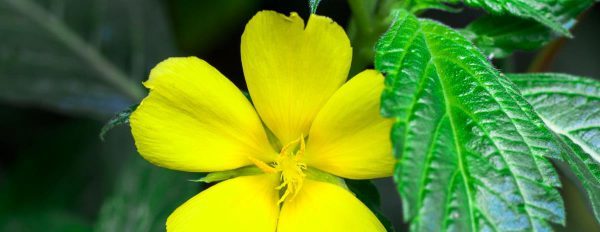 Damiana: The Ancient Love Herb — History, Effects & How to Use Turnera diffusa