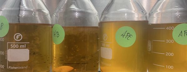 Liquid Culture for Magic Mushrooms — The Complete Beginner's Guide