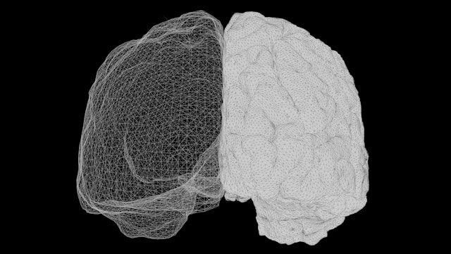 A clean diagram showing a brain divided into two panels: left panel shows tightly clustered internal networks