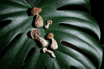 Psilocybin and Parkinson's: How Magic Mushrooms Improved Mood, Cognition and Movement