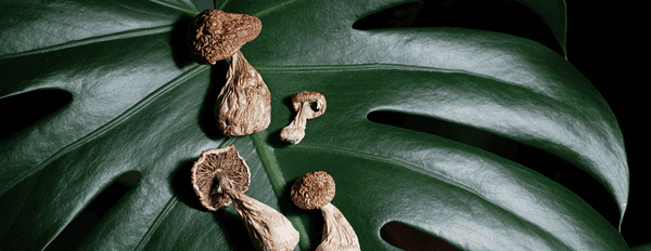 Psilocybin and Parkinson's: How Magic Mushrooms Improved Mood, Cognition and Movement