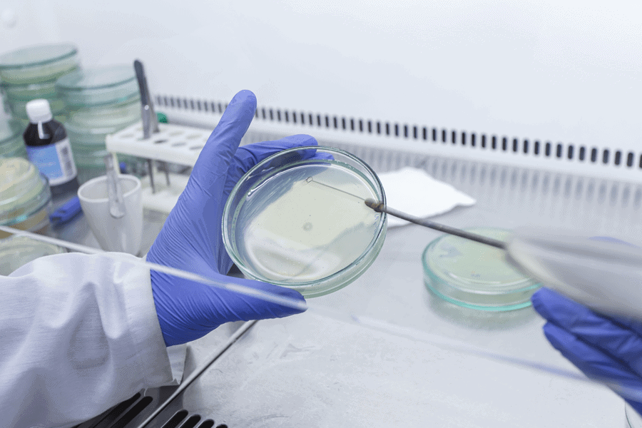 Sterile lab work with laminar flow hood gloves and face mask
