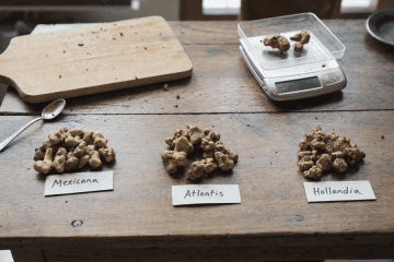 Magic Truffles Comparison: Mexicana vs Atlantis vs Hollandia