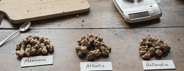 Magic Truffles Comparison: Mexicana vs Atlantis vs Hollandia