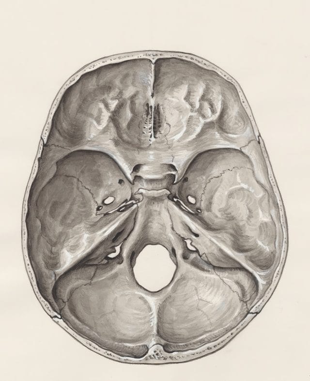 DTI brain scan showing psilocybin brain changes in white matter tracts