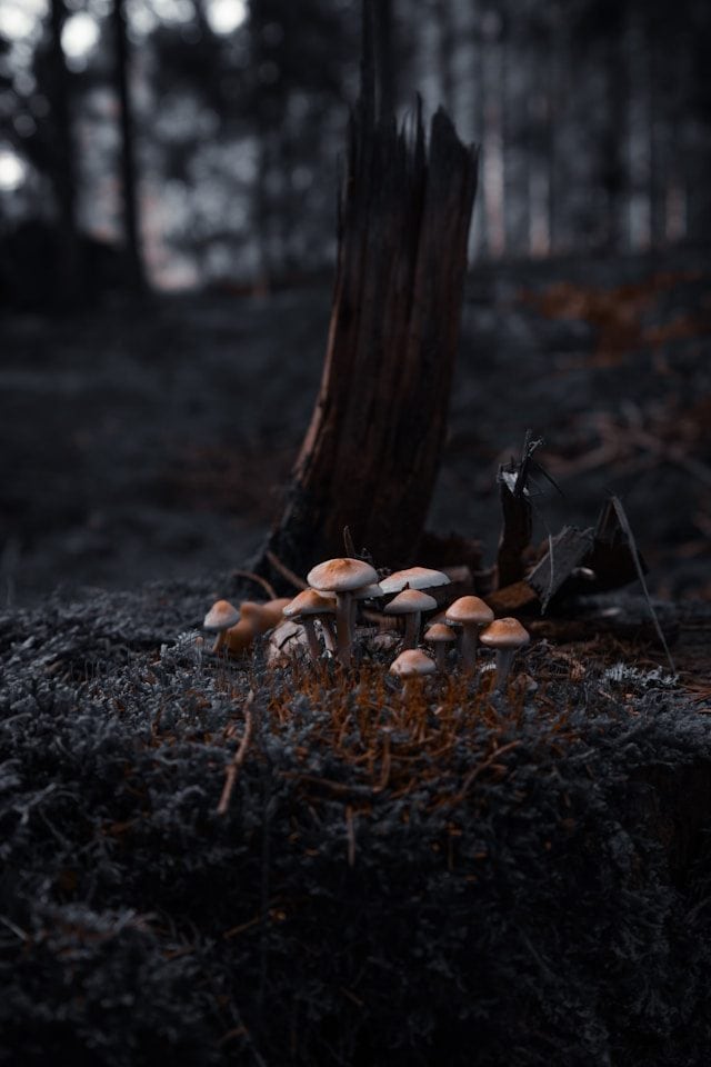 magic mushrooms containing psilocybin — the compound behind lasting brain changes