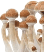 Reife FreshMushrooms bereit zur Ernte &mdash; Schleier kurz vor dem Rei&szlig;en