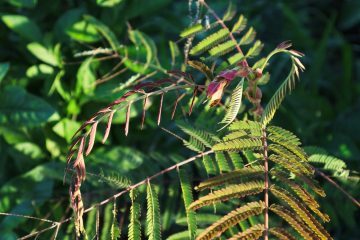 Yopo Seeds: Meet Ayahuasca's Grandfather