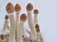 Maturing psilocybe cubensis