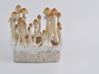 Amazonian psilocybe cubensis