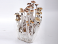 Growing the B+ shrooms with a magic mushrooms grow kit