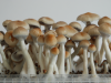 Grow kit Ecuadorian cubensis