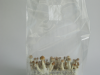 Mushrooms in grow bag