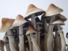 Pointy Mushroom heads with open caps