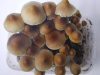 Open caps psilocybe cubensis Ecuadoriaans