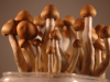 ecuadorian cubensis with brown caps